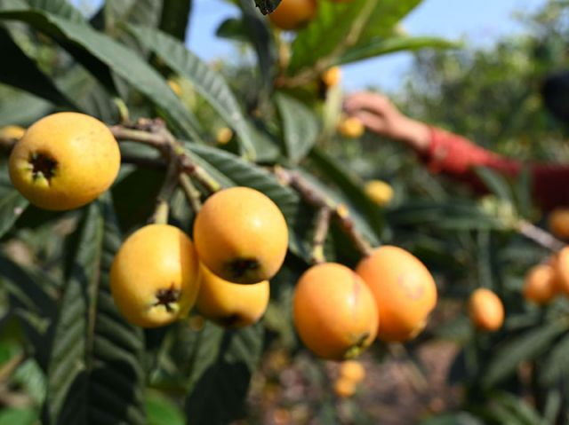 圖3  生態(tài)枇杷綴滿枝頭，豐收在望。.jpg