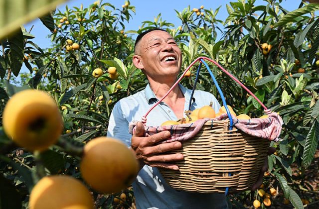 圖4  手捧色味俱佳的生態(tài)枇杷，豐收的笑顏寫滿了果農(nóng)的臉上。.jpg