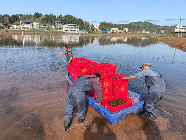 1715240178863723.jpg 圖3 撈蝦工人正在撈蝦 李雅攝 拷貝.jpg