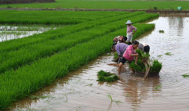 圖2  村民在秧田里起苗.jpg