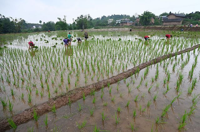 圖3  村民在高標(biāo)準(zhǔn)農(nóng)田栽插秧苗.jpg