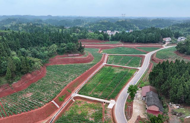 圖2  5月9日，內(nèi)江市東興區(qū)田家鎮(zhèn)萬年村，高標(biāo)準(zhǔn)農(nóng)田玉米長勢喜人（無人機(jī)照片）。.jpg