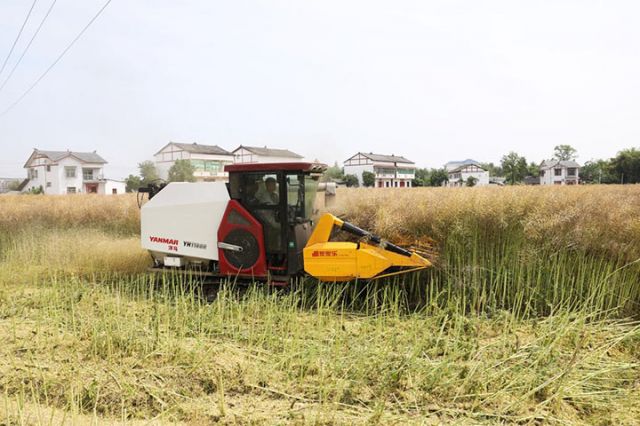 圖1 正在機(jī)收油菜.jpg
