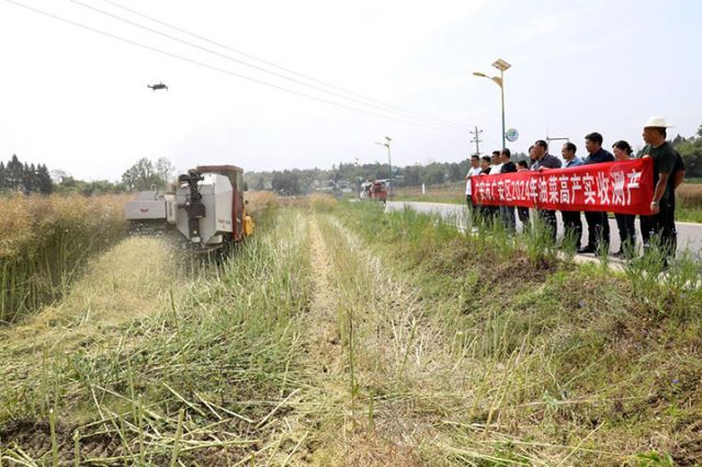 圖2  5月6日，廣安區(qū)油菜千畝高產(chǎn)示范片測(cè)產(chǎn)工作在廣安區(qū)花橋鎮(zhèn)沖鋒村油菜種植基地舉行，正在機(jī)收油菜。.jpg