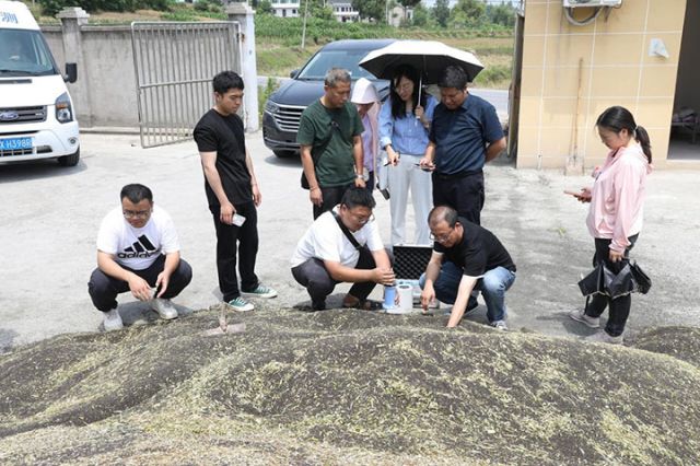 圖5  5月6日，廣安區(qū)油菜千畝高產(chǎn)示范片測(cè)產(chǎn)工作在廣安區(qū)花橋鎮(zhèn)舉行，相關(guān)人員正在現(xiàn)場(chǎng)測(cè)產(chǎn)。.jpg