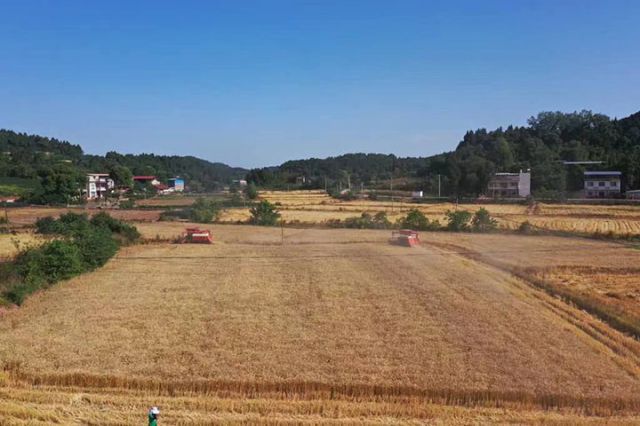 1715848519789266.jpg 圖1 小麥收割現(xiàn)場.jpg