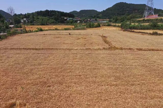 1715848522613174.jpg 圖2 千畝小麥高產(chǎn)示范片.jpg