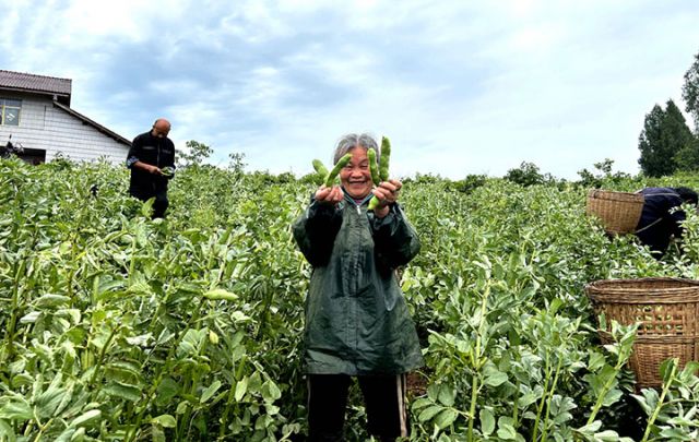 1715848525272716.jpg 圖3 胡豆喜獲豐收.jpg