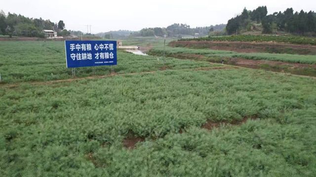 1715848528550361.jpg 圖4 千畝油菜示范片.jpg