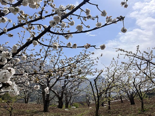 6 櫻桃花開滿蘿卜寨.jpg