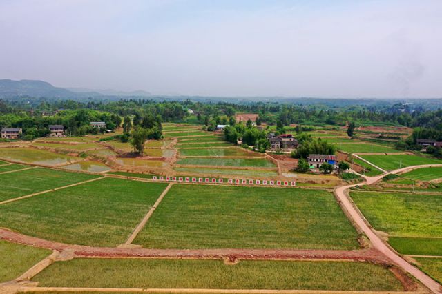 圖2  廣安區(qū)恒升鎮(zhèn)茶坪村高標(biāo)準(zhǔn)農(nóng)田里，茁壯成長的秧苗開始生根泛青，與村莊、道路、遠(yuǎn)山構(gòu)成一幅美麗的鄉(xiāng)村振興畫卷。.jpg