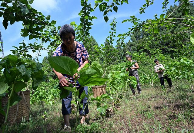 圖2  當(dāng)?shù)匦Q農(nóng)在桑園里采摘桑葉.jpg