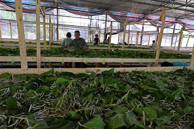 圖3  當(dāng)?shù)匦Q農(nóng)在蠶棚里喂養(yǎng)第二批次蠶.jpg