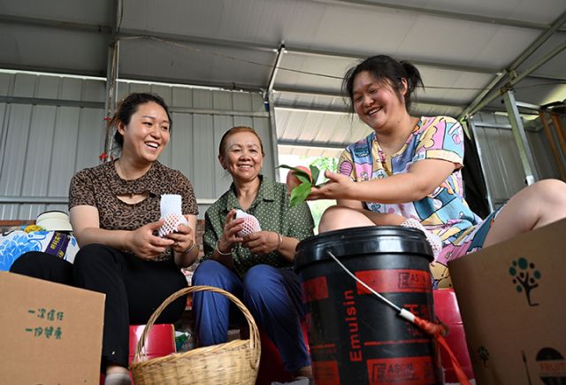 圖4  當(dāng)?shù)剞r(nóng)民將采收的脆桃進(jìn)行分揀包裝.jpg