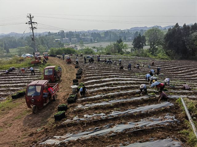 1716889131749870.jpg 02 五香廟村產(chǎn)業(yè)發(fā)展欣欣向榮1.jpg