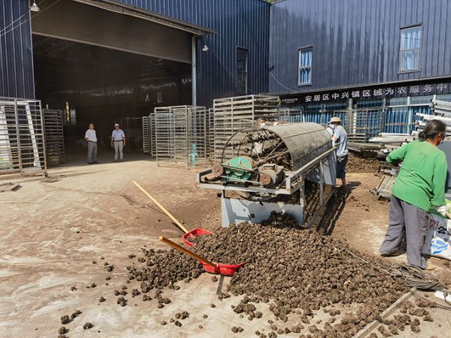 1716889144186140.jpg 04 五香廟村烘干房正在進(jìn)行川芎初加工5.jpg