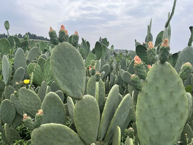 1716889147689992.jpg 5 五香廟村仙人掌基地長(zhǎng)勢(shì)喜人的墨西哥仙人掌.jpg