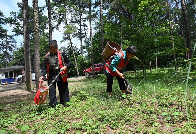 圖3  護(hù)林員在林區(qū)撿拾白色垃圾，積極開展日常保潔。.JPG