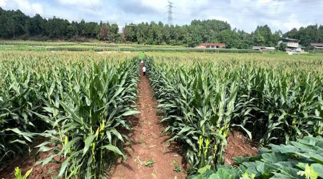 1718961362789212.jpg 圖2 觀音寺村百畝超高產(chǎn)攻關(guān)示范片.jpg