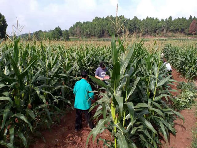 1718961366890569.jpg 圖1 播種現(xiàn)場(chǎng).jpg