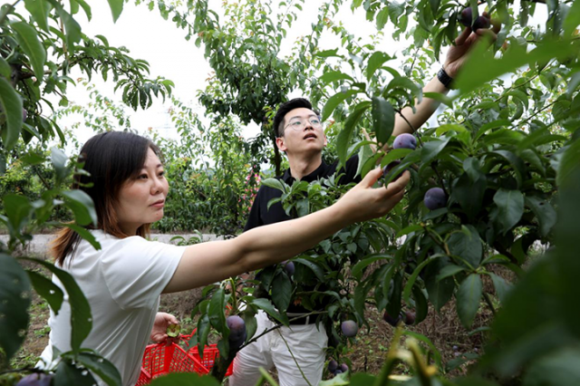 圖2  6月20日，在四川省廣安市廣安區(qū)彭家鄉(xiāng)舊色時光農(nóng)場李子產(chǎn)業(yè)園，慕名而來的游客在現(xiàn)場采摘青脆李。.png