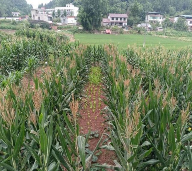 1720424074335006.jpg 圖1緊湊型玉米.jpg