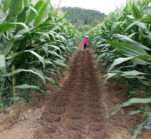 1720424082170841.jpg 圖2 半緊湊型玉米.jpg