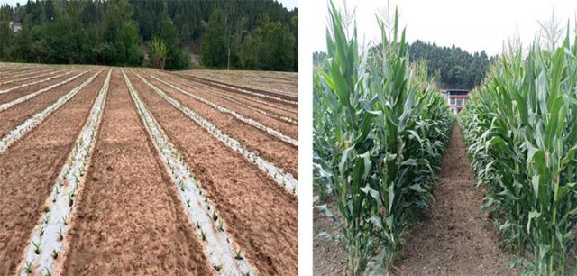 1720424119717953.jpg 圖4.jpg