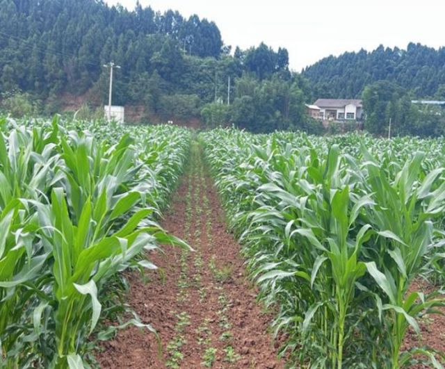 1720424139758582.jpg 圖5 大豆居中.jpg