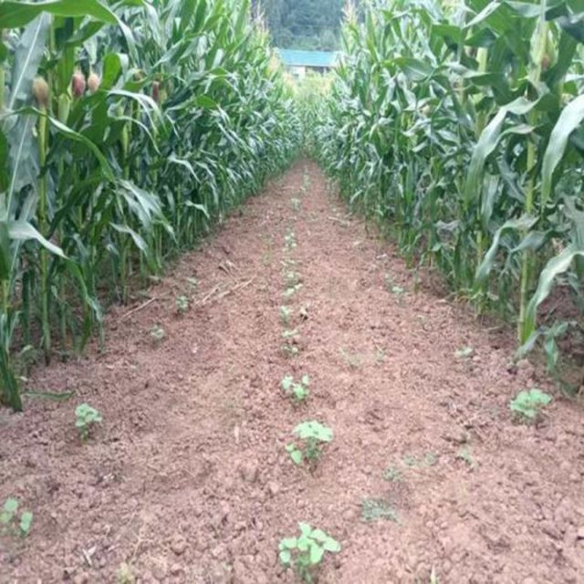 1720424166732500.jpg 圖6 靠玉米太近.jpg