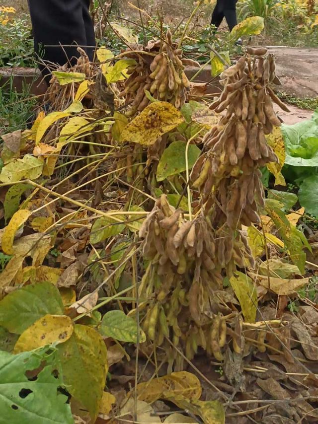 1720424178157013.jpg 圖7 大豆緊湊株形.jpg