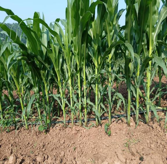 1720424202597776.png 圖10供水設(shè)施.png