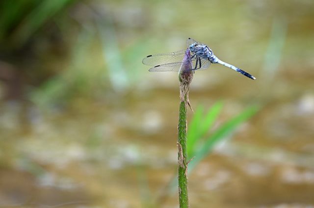 圖2 蜻蜓立在荷花花苞上.jpg