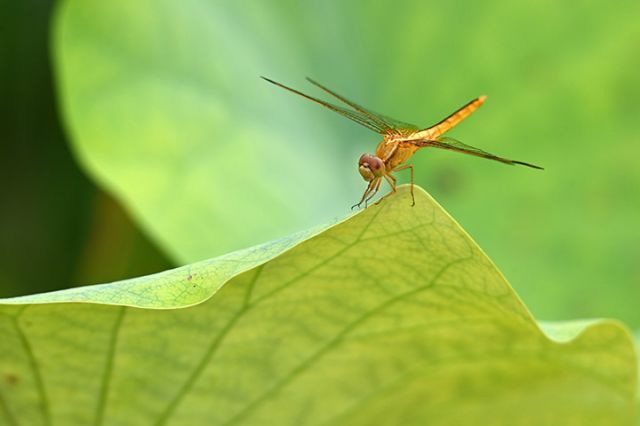 圖3 蜻蜓立在荷葉上.jpg