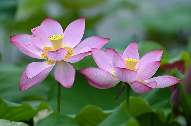 圖4 2024年7月5日，在四川省內(nèi)江市東興區(qū)田家鎮(zhèn)燕子灣農(nóng)莊，荷花競(jìng)相綻放.jpg