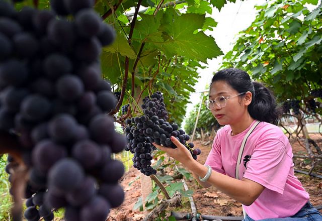 圖1 7月5日，四川省內(nèi)江市東興區(qū)田家鎮(zhèn)紅壩村，游客在葡萄園中體驗(yàn)摘樂(lè)趣。.jpg