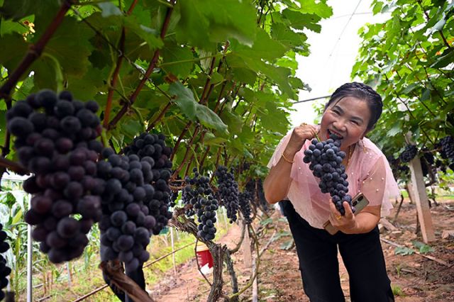 圖2 游客在葡萄園中品嘗甜蜜生活.jpg