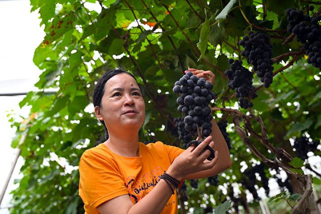 圖3 游客在葡萄園中展示采摘收獲.jpg