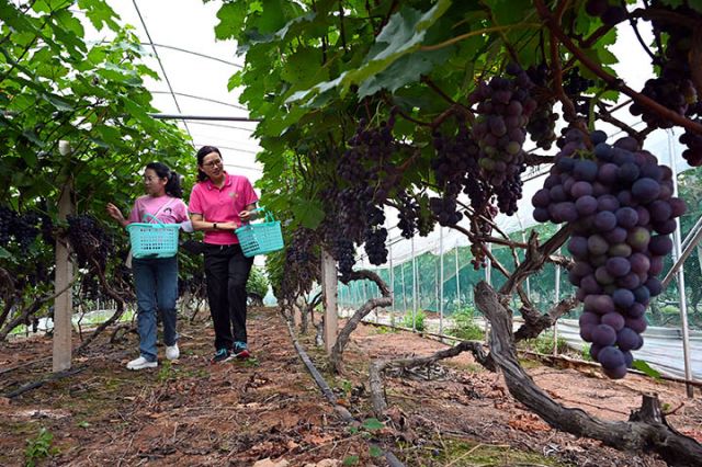 圖4 游客在葡萄園中放飛自我.jpg