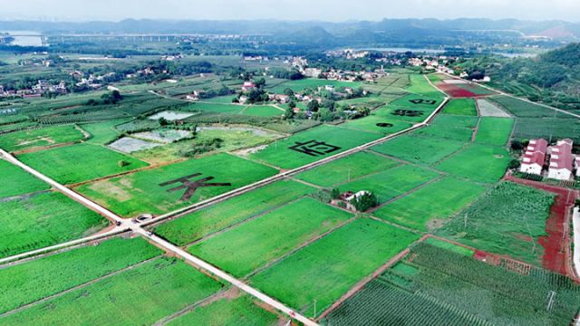 圖1 雁江區(qū)馬蹄灣糧經(jīng)復(fù)合現(xiàn)代農(nóng)業(yè)園區(qū)高標(biāo)準(zhǔn)農(nóng)田.jpg