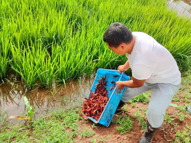 圖3 投放小龍蝦種苗.jpg