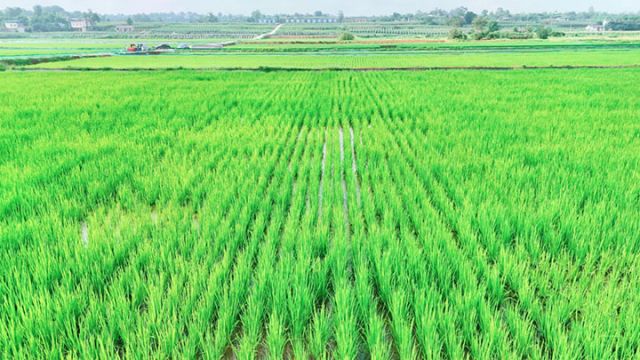 圖4 業(yè)主徐光林的稻蝦田.jpg