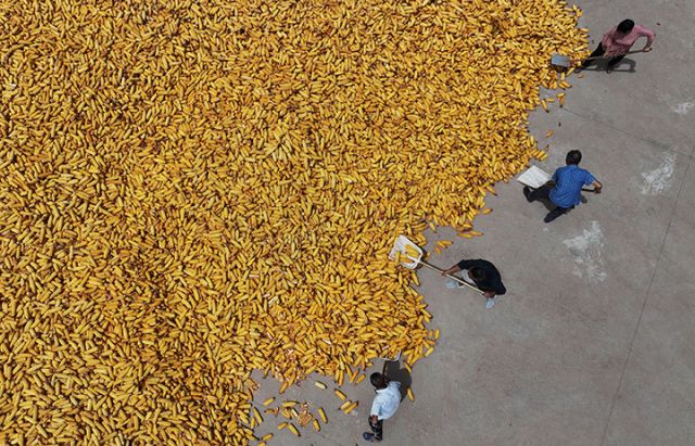 圖1 2024年8月11日，四川省內(nèi)江市東興區(qū)楊家鎮(zhèn)觀音井村，糧農(nóng)在曬場堆放玉米（無人機(jī)照片）。.jpg