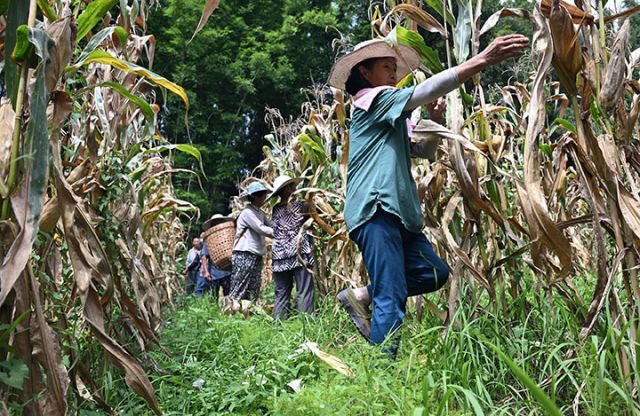 圖2 糧農(nóng)正在搶收玉米.jpg