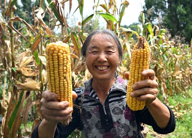 圖3 糧農(nóng)展示豐收的玉米.jpg