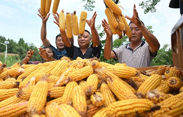 圖4 糧農(nóng)將玉米裝車.jpg