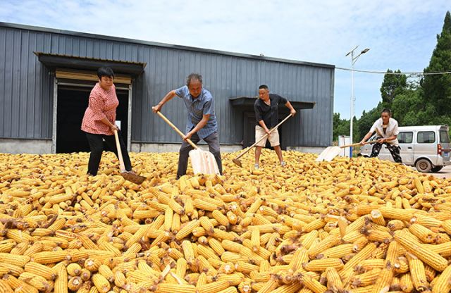 圖5 糧農(nóng)在曬場卸車和堆放玉米.jpg