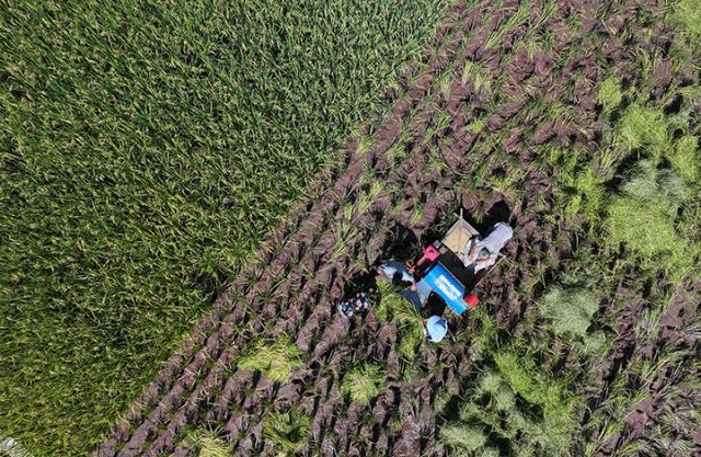 圖1 8月13日，內(nèi)江市東興區(qū)富溪鎮(zhèn)天賜村，農(nóng)民在搶收水稻（無人機(jī)照片）。.JPG