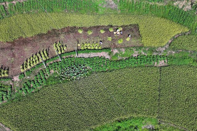 圖2 8月13日，內(nèi)江市東興區(qū)富溪鎮(zhèn)染房壩村，農(nóng)民在搶收水稻（無人機(jī)照片）。.JPG