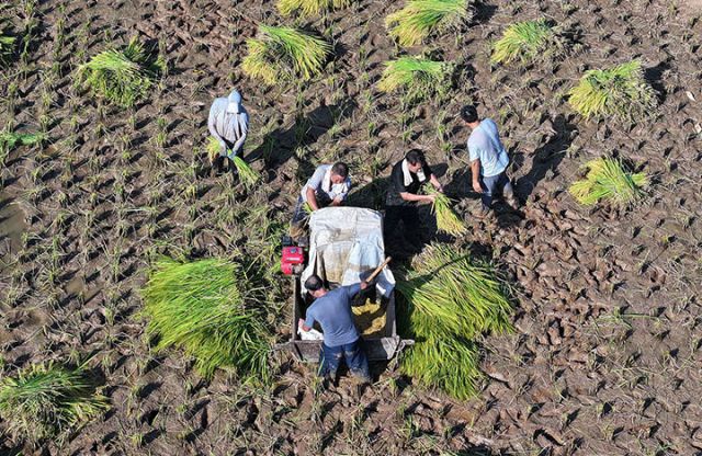 圖3 8月13日，內(nèi)江市東興區(qū)富溪鎮(zhèn)田溪口村，農(nóng)民在搶收水稻（無人機(jī)照片）。.JPG